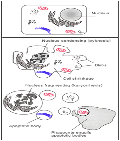 Mekanisme seluler terjadinya apoptosis