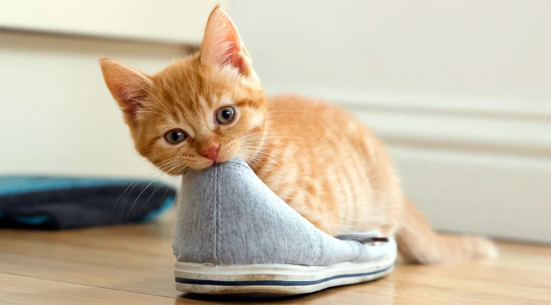 Why Does My Cat Love My Shoes?