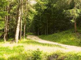 Cortina d'Ampezzo sentieri nel bosco