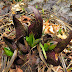 Skunk Cabbage Paradise!