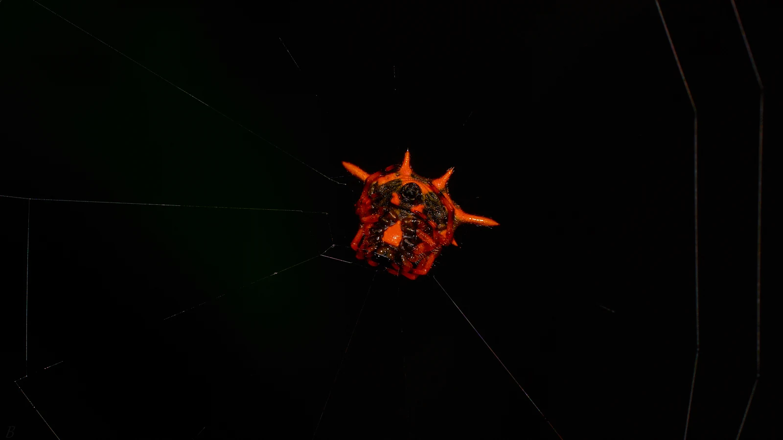 I'm sure that this spider inspired Star Wars