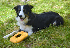 Durable floating soft dog disc