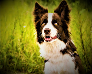 Border Collie history The sheepdog breed is one of the oldest in European countries. once man 1st set to use dogs to assist in grazing and protection of eutherian mammals, these dogs were simply the ancestors of the trendy sheepdog. In fact, they weren't terribly totally different from this representative of the breed. Size has modified, maybe trendy dogs have an additional advanced intelligence and a more robust understanding of humans, but still, they maintain several characteristic options of their additional ancient predecessors.  In those distant times, people relied heavily on their smart and endlessly devoted dogs - they were trusted to protect the home, they spent time with children, and of course, helped to guard and herd. It can be said that the breed developed naturally, as the harsh conditions of the ancient world required the animal to have good endurance, courage, and obedience to its owner.  These social dogs were thought of as extraordinarily valuable, which isn't shocking. They were oversubscribed quite expensively, and therefore the external characteristics may well be slightly totally different looking on the region. Thus, separate species of the breed were shaped, which gave the name of dependence on the realm from that they originated. above all, they were Welsh Shepherds, Northern Shepherds, Mountain shepherd dogs, and Scottish shepherd dogs.     The name of the breed collie comes from the Scottish language, and therefore in other regions of England in ancient times they were called sheepdogs. This breed existed for many centuries side by side with people, and in 1860 was first shown at the dog exhibition. It was the second dog show in the history of the country, and the Border Collie was marked there with special attention, as is the original British breed.  A few years later, while on a trip around the country, queen Victoria saw the dog border collie, and they caught her attention. She wanted to have several such dogs and literally fell in love with them at first sight. Since then, queen Victoria has become a fervent adherent of this breed. In 1876, Lloyd Price, another enthusiast of the breed, but not of royal origin, brought 100 sheep to demonstrate the abilities of the border collie dogs, setting up a whole performance.  The task was that dogs without any special commands could control the flock of sheep directing it in the right direction. They did a great job, and the teams sounded only the sound of whistles and waving hands. After such a demonstration, the popularity of the breed rapidly went up, and its fame began to spread rapidly beyond Britain. Despite such a long-standing origin, the American Kennel Club recognized these dogs only in 1995.   Characteristics of the breed popularity                                                           07/10  training                                                                10/10  size                                                                        05/10  mind                                                                     10/10  protection                                                          06/10  Relationships with children                         10/10  Dexterity                                                             09/10     Breed information country  England  lifetime  13-16 years old  height  Males: 48-56 cm Bitches: 46-53 cm  weight  Males: 14-20 kg Suki: 12-19 kg  Longwool  long-haired  Color  Black, black with white, black with a tan, brown with a tan, marble, tiger  price  300 - 900 $  description The shepherd dog breed includes a giant size and an outsized quantity of long, thick wool. The muzzle is elongated, and the ears are pleated. The limbs are long, and the tail is additionally long, saber-shaped, and fluffy.     https://petdogi.blogspot.com/  https://petdogi.blogspot.com/  personality The Border Collie dog is a great companion for a person of any age, for a single owner, or for a large family with several children. These dogs have a wonderful mind, they understand their master half-heartedly, and can be trained by a variety of teams. They love children very much, and generally love people.  You can safely leave one or additional kids with a shepherd dog while not having the slightest concern, make certain that the animal won't show the slightest hint of any aggression, and even shield and take a look at to safeguard your kid from careless actions. shepherd dogs are terribly dedicated to their family, they see the means of their existence in creating the hosts happy and serving to them the maximum amount of potential.  This is expressed literally in everything - whatever functions are required of the dog, it will do everything in its power to meet the requirements. Of course, do not expect too much from the animal - the owner should always understand the limits of the possibilities of his pet. Although do no doubt, this breed will be able to surprise you, and more than once.  In the past, the Border Collie was widely used as a shepherd dog, and now it is ubiquitous in mountainous areas of Scotland, the Alps, and other places, and therefore the instincts of the shepherd are common. It is for this reason that the dog can sometimes treat several children who are near it without adults as being under their own personal responsibility.  In relation to different animals, this breed either keeps neutrality or tries to form friends. they're typically terribly friendly and open dogs, sociable and sort. to safeguard a non-public house, that is, as a watchdog, the breed doesn't work well, simply because of its friendliness and openness. though they will raise barking and make anxiety, however assaultive an individual for a shepherd dog isn't typical. To strangers on the road refers neutrally, with no special emotions. If it's your friend, the dog can possibly forthwith try and create friends with him.   The Dog breed shepherd dog includes a fairly high level of energy and desires daily walk, physical activity, and, most extremely fascinating - exercises for the mind. These are terribly versatile and adaptive dogs, they will live each in a personal house and during town housing. However, it's fascinating that they need lots of areas. Also, don't forget that to stay within the housing of a dog with such protracted hair might not be terribly convenient. particularly if somebody in your family is laid low with allergies.  teaching The border collie is a breed of dog that is ideal for training. We can immediately say that it makes no sense to train these dogs as combat dogs capable of inflicting heavy damage on people and other dogs. However, they can be trained by various specialized teams, not counting basic teams.  The border collie is often used as an assistant for people with disabilities, for the elderly, and as dog guides. You can train your pet to bring you a phone, purse, slippers - just turn on the imagination. In training in any case do not use physical force, just get patience and be a consistent, kind, and fair host.  Also, border collie can be trained in some types of "dog" sports, including - competitive:  Obedience agility; flyball; Tracking; flying discs.        care The breed of border collie dogs has a long, thick coat, which should be combed 2-3 times a week. Some owners even sew socks from such wool, they turn out very warm and pleasant to the touch. The eyes need to be cleaned of sediment every day and keep the ears clean. They buy a dog once or twice a week. Keep in mind that the border collie breed is sensitive to the sun and heat.     Common diseases The dog Border Collie has a penchant for some diseases including:  hip dysplasia - hereditary disease; progressive retinal atrophy; epilepsy - sometimes inherited; Collie's eye abnormality is a hereditary disease that causes changes and abnormalities in the eye - sometimes they can lead to blindness. These changes may include choroid hypoplasia (abnormal development of choroidea), coloboma (optic nerve disc defect), stately (thinning of the sclera), and retinal detachment. Usually appears before the age of two; allergy.      Beautiful Pictures of Border Collie