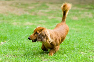 long haired miniature dachshund puppies pictures