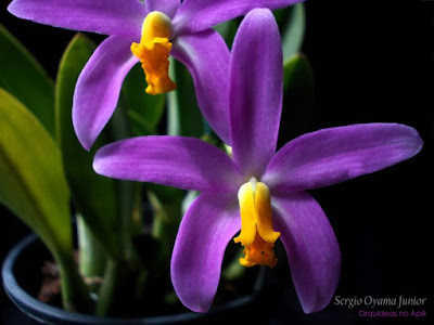 Orquídea Laelia lucasiana