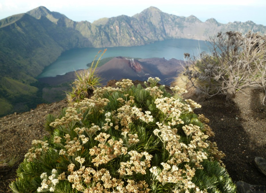 6 Gunung  di  Indonesia Yang Terdapat Taman Bunga  Edelweis 