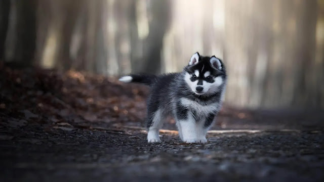 Siberian huskies puppy