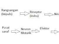 Jalannya Rangsang Pada Neuron Adalah Dengan Urutan