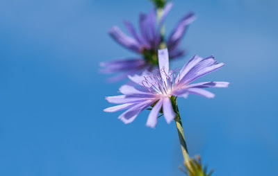 image: https://pixabay.com/photos/wait-away-chicory-flower-plant-6503204/