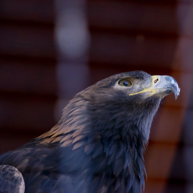 Animal Rescue conservation Folsom California Fur Zoo feathers raptor