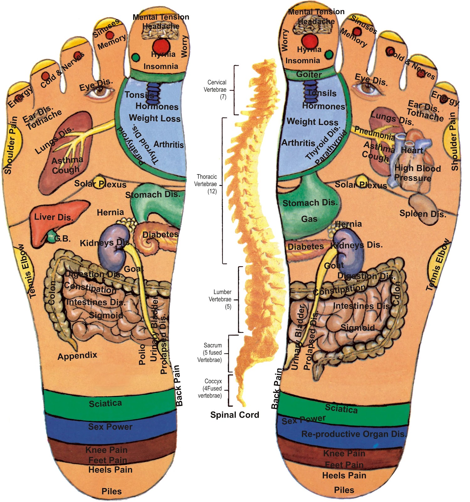 My own thoughts: Acupressure (Reflexology) Charts Collection