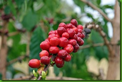 Kona Coffee1