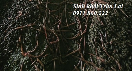 Trùn Lai sinh khối