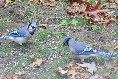 blue jays' color will be enhanced by a snowy background