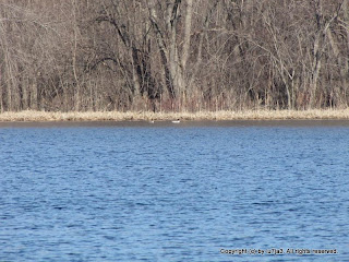 Common Mergansers