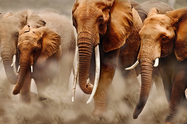 Elephant