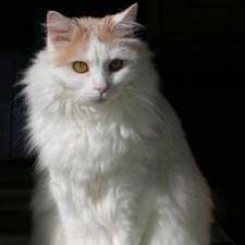 Turkish Van