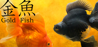 Gold Fish 3D,download free android live wallpaperes