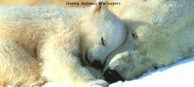 Happy Animals Wallpapers