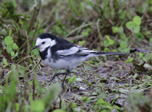 Lavandera blanca Enlutada (Motacilla alba yarrellii)