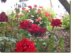 DSCN5437