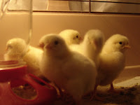 3 day old chicks