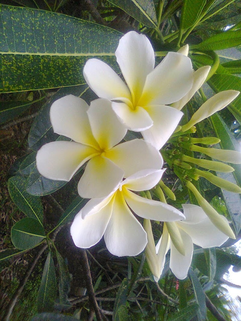 22+ Klasifikasi Bunga Kamboja Putih