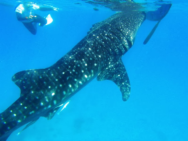 Whale Shark Encounter, Oslob, Cebu