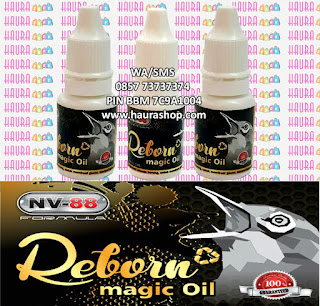 Reborn Magic Oil (RMO) adalah produk suplemen berkualitas dari NV88 yang sudah terbukti khasiatnya mampu meningkatkan kinerja burung pleci di arena lomba