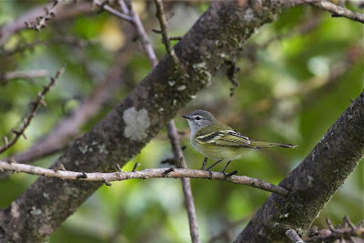 tyrannulet birds