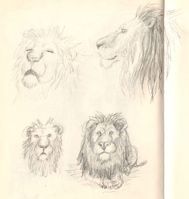 sketches lion croquis illustration