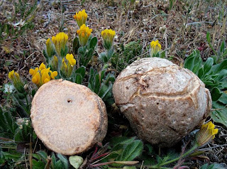 Terfezia arenaria - Criadillas de tierra