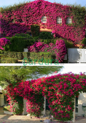 Taman bunga bugenvil menempel di tembok rumah