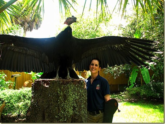 vulture