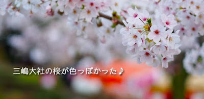 三嶋大社の桜を見に行ってみた