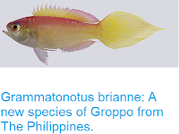 http://sciencythoughts.blogspot.co.uk/2016/10/grammatonotus-brianne-new-species-of.html