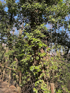 Winter Ivy above Ponteranica.