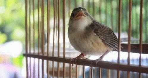 Pola Perawatan Burung Ciblek Sebelum Lomba Ala Jawara