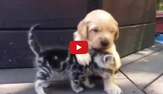  This Kitten Loves His New Friend, The Golden Retriever Puppy