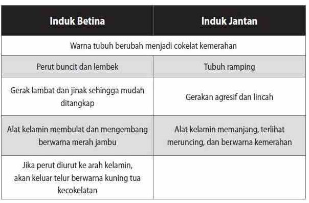 tabel perbedaan ciri lele jantan betina