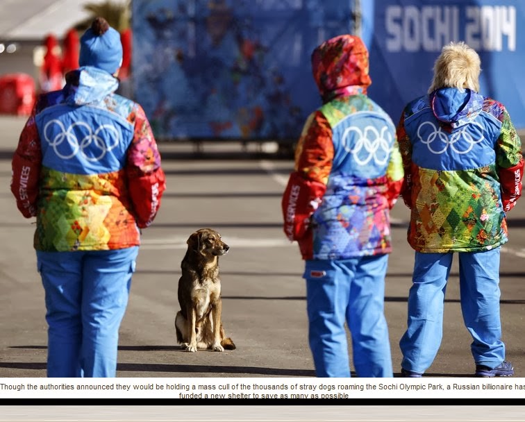 http://www.independent.co.uk/news/world/europe/sochi-olympic-parks-condemned-stray-dogs-saved-by-russian-billionaire-9118727.html