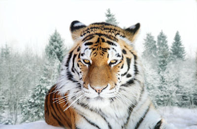 Tigre de Amur o Tigre Siberiano (Grandes Felinos)