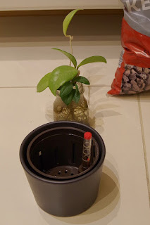 ficus ginseng