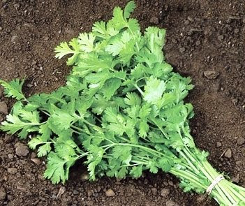 How to grow coriander from seed?