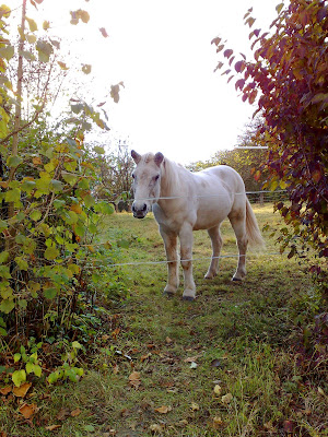 horse, hedge