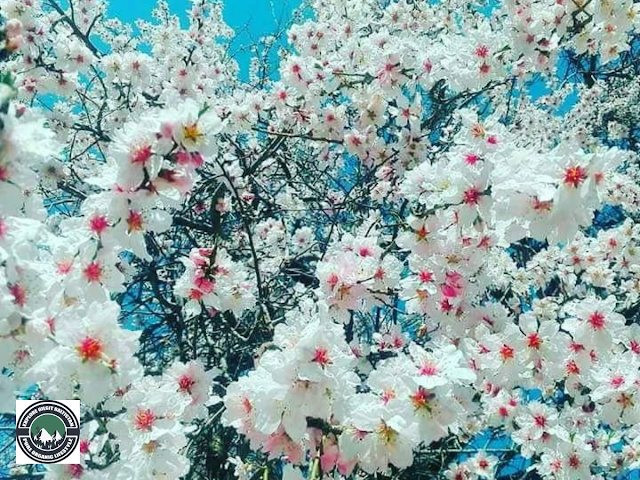 A. Festivals and traditions associated with blossom season