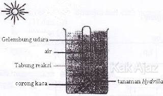 Percobaan fotosintesis, penambahan soda kue, NaHCO3, meningkatkan jumlah gelembung, soal IPA SMP UN 2017 no. 36