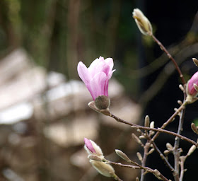 Lyserøde stjernemagnolia, blomstrende træ i forårshaven