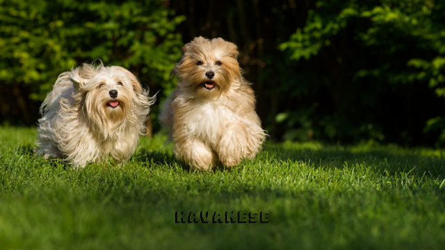 Havanese