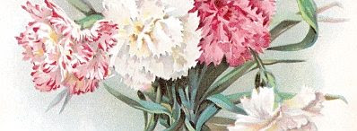 Detail from 'Carnations' by Frances Walker